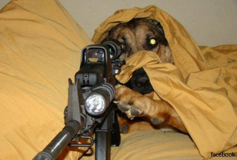 sniperdog17.jpg