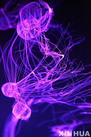 20110516_jellyfishes.jpg