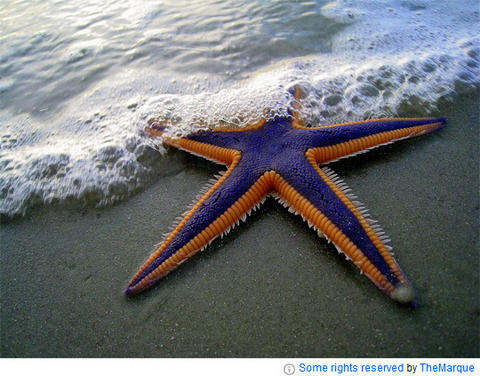 poketsatrfi232-royal-sea-star-Astropecten-articulatus.jpg